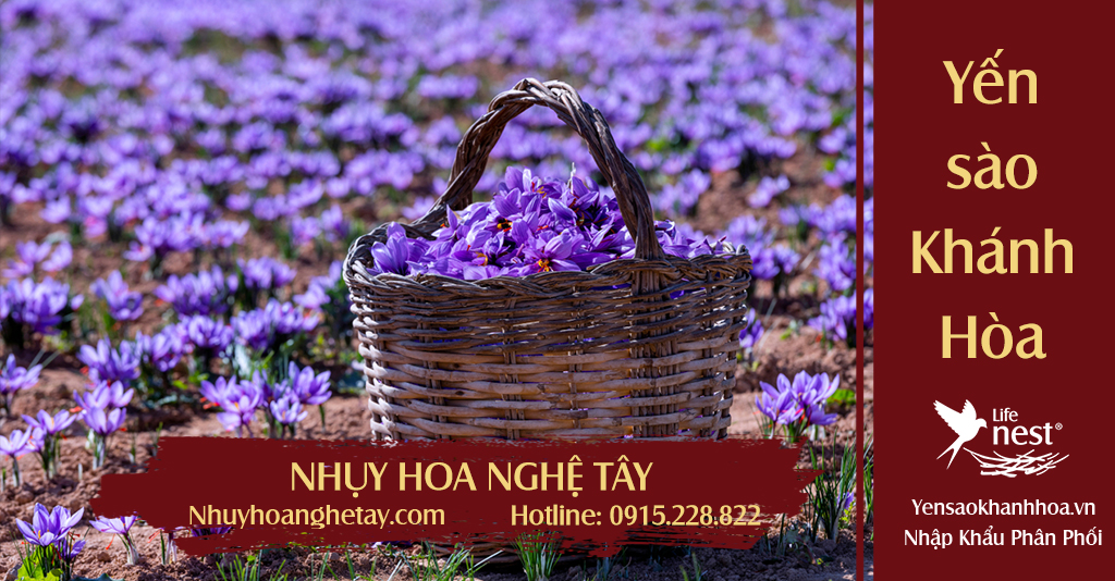 saffron nhuy hoa nghe tay 1Saffron là loại thảo dược quý có nhiều công dụng với sức khỏe và làm đẹp
