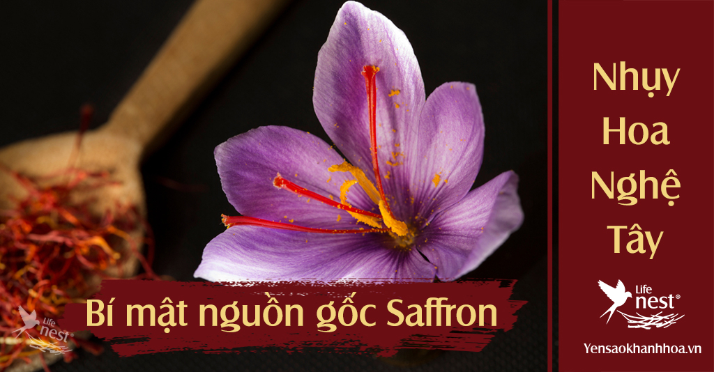 saffron nhuy hoa nghe tay nguon goc 2