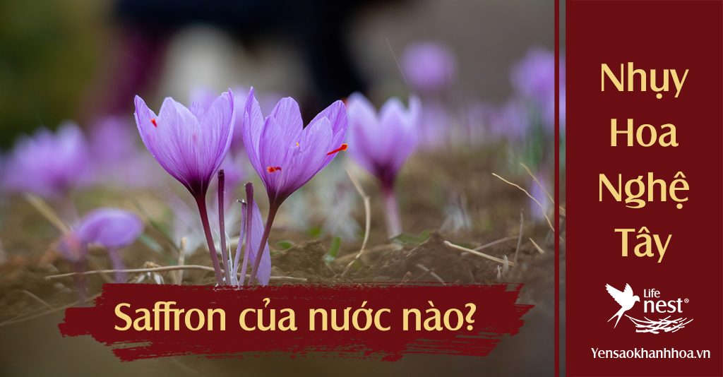 Saffron nhụy hoa nghệ tây của nước nào? Việt Nam có trồng được không?